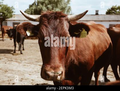 Portrait of cute brown cow with horns and yellow tags labels in ears, cattle livestock, domestic animals Stock Photo