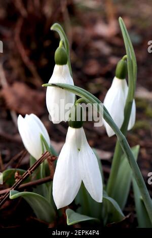 Galanthus elwesii Giant Snowdrop – pendent white bell-shaped flowers with moustache-like green marking,  February, England, UK Stock Photo