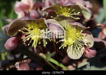 Helleborus lividus blue-grey hellebore – single pale green bowl-shaped flower tinged pink on red stems, February, England, UK Stock Photo