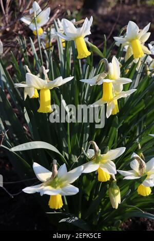 Narcissus ‘Trena’ / Daffodil Trena Division 6 Cyclamineus Daffodils Daffodils with white petals and long yellow trumpets,  February, England, UK Stock Photo