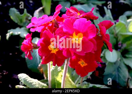 Primula Crescendo Pink and Rose Shades (Crescendo Series) Primrose Crescendo Pink – bright pink flowers with yellow centre,  February, England, UK Stock Photo