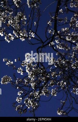 Prunus cerasifera Cherry plum – small white bowl-shaped flowers with many stamens, red stalks, green to brown leaves at night, February, England, UK Stock Photo