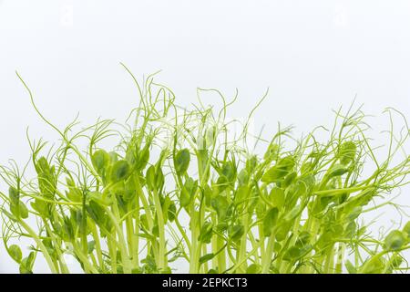 Microgreens harvesting background. Microgreen peas in tray for healthy eating. Fresh pea sprouts isolated on white Stock Photo