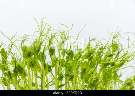 Microgreens harvesting background. Microgreen peas in tray for healthy eating. Fresh pea sprouts isolated on white Stock Photo
