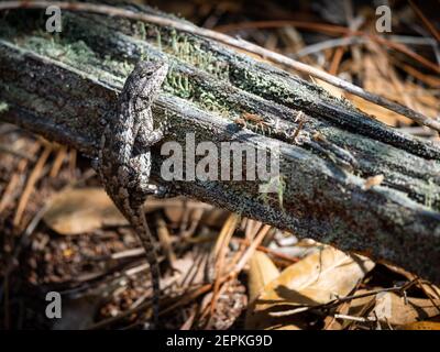 Cute little lizard on wood Stock Photo