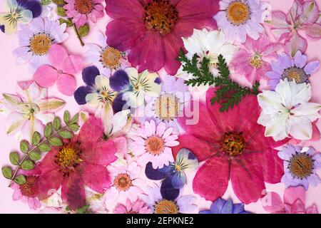 Colorful flowers on pink background. Top view, flat lay Stock Photo