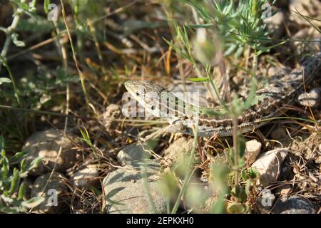 Lizard in the sun in the grass. Macro shoot Stock Photo