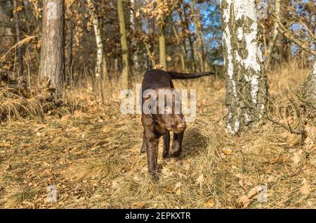 Brown flat coated retriever puppy in the woods. Puppy on a walk. Dog training. Stock Photo