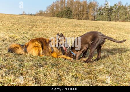 Brown flat coated retriever puppy hunts mice in the meadow. Playing dogs. Sheepdog with puppy. Stock Photo