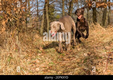 Weimaraner and Brown flat coated retriever puppy running in the forest. Happy dogs. Hunting dogs. Stock Photo