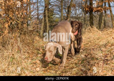 Weimaraner and Brown flat coated retriever puppy running in the forest. Happy dogs. Hunting dogs. Stock Photo