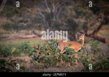 Pampas deer photographed at Fazenda Barranco Alto, Brazil.