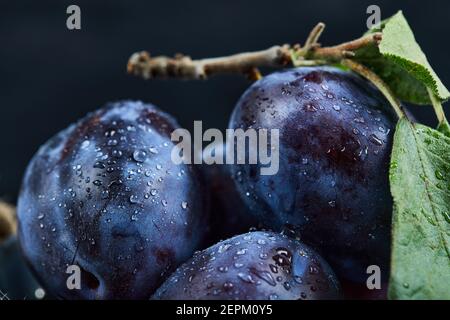 Group of fresh plums on a black background Stock Photo