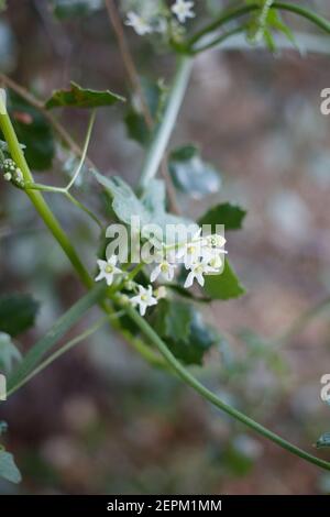 Staminate inflorescences bloom on Chilicothe, Marah Macrocarpa, Cucurbitaceae, native vine in Topanga State Park, Santa Monica Mountains, Winter. Stock Photo