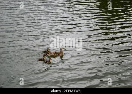 A family of brown flecked mallard ducks (Anas platyrhynchos): four fluffy feathered ducklings and their mother, swimming on a lake Stock Photo