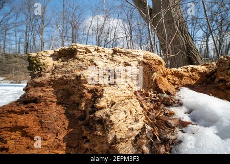 Close up of a Rotting Tree Trunk, Rotten  cut down tree Stock Photo
