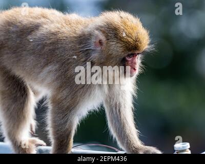 A Japanese macaque, Macaca fuscata, walks along a fence in the Yudanaka hot spring area of Yamanouchi, Nagano Prefecture, Japan. Since Yudanaka is in Stock Photo