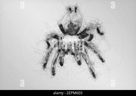 Digital monochromatic scribble drawing of a Tarantula on a white background. Stock Photo