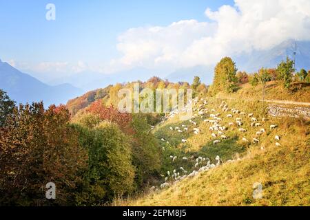 Texel cross ewe - female sheep -in lush green meadow in autumn. Italy. Stock Photo