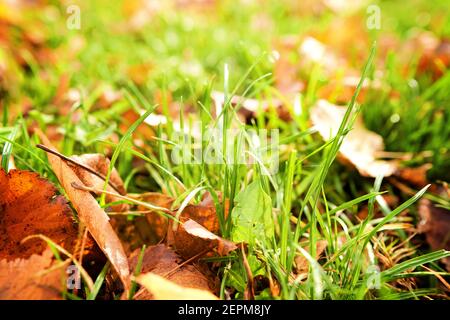 Yellow autumn leaves on grass in beautiful fall park, macro closeup. Autumn maple colorful leaf close up, natural background. Stock Photo