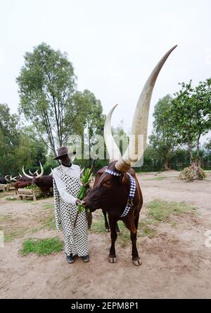 The long horned royal Rwandan cow (Ankole cattle breed- Inyambo ) at the royal palace in Huye, Rwanda. Stock Photo