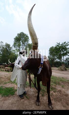 The long horned royal Rwandan cow (Ankole cattle breed- Inyambo ) at the royal palace in Huye, Rwanda. Stock Photo