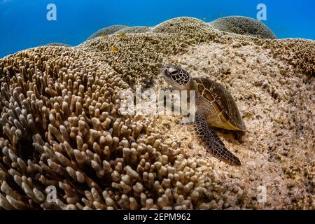 Turtle on Corals at lady Musgrave, Queensland, Australia Stock Photo