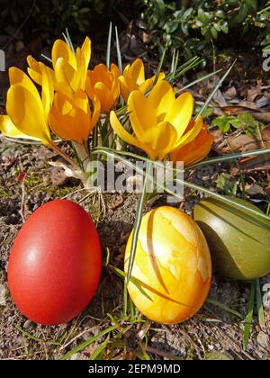 Yellow Crocuses And Coloured Easter Eggs Stock Photo