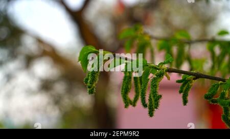 Mulberry or Morus plant closeup. Green immature flowers closeup with attractive natal pods. Stock Photo