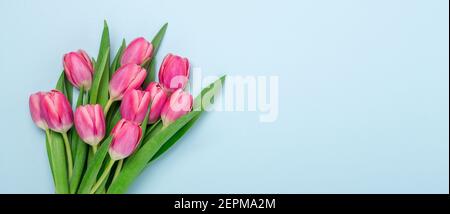Long horizontal banner with pink tulips on blue background. Top view. Copy space for text - Image Stock Photo