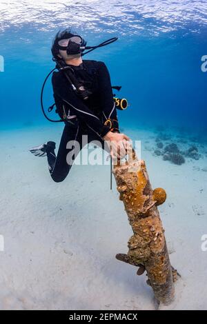 Scuba Diver trying to pull up Anchor in Bonaire, Leeward Antilles Stock Photo