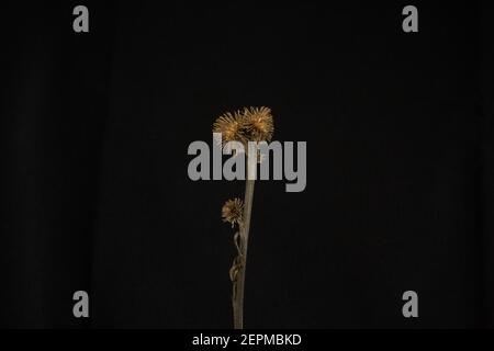 minimalist common Burdock seed heads isolated  with white light on a black background Stock Photo