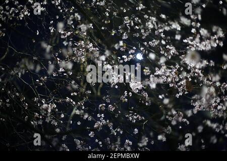 London, England, UK. 27th Feb, 2021. The second full moon of 2021, traditionally known as the Snow Moon, is seen through a blossoming tree in London's Soho. Credit: Tayfun Salci/ZUMA Wire/Alamy Live News