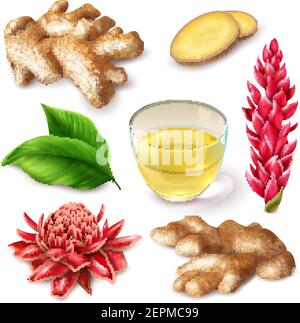 Realistic ginger root with red flowers  spicy set with tea, leaves on white background isolated vector illustration Stock Vector