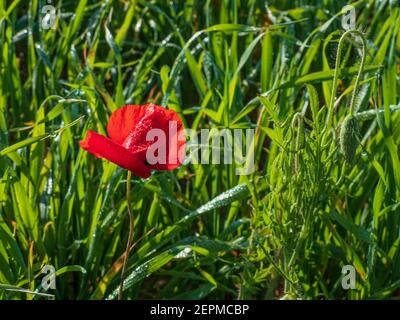 Red poppy flower in drops of dew close up on a background of green grass Stock Photo