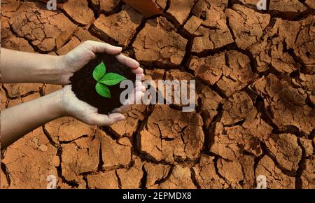 Top view hands holding tree growing on cracked earth. Saving environment and natural conservation concept with tree planing on green globe earth. Stock Photo