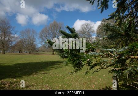 Winter Foliage of an Evergreen Coniferous  East Himalayan Fir Tree (Abies spectabilis) Growing in Parkland in Rural Devon, England, UK Stock Photo