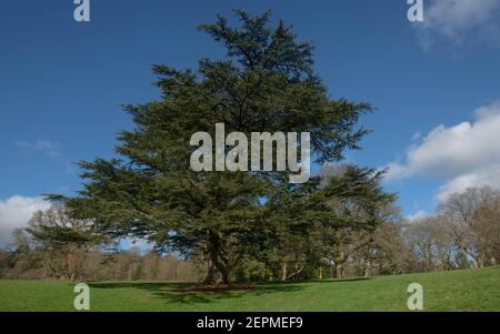 Winter Foliage of an Evergreen Coniferous Cedar of Lebanon Tree (Cedrus libani) with a Bright Blue Sky Background Growing in a Park in Rural Devon Stock Photo