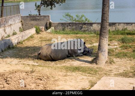 A Rhinoceros sleeping under a coconut tree beside the river inside of a park Stock Photo