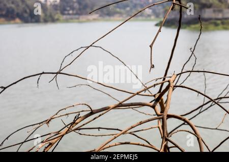 Dead tree branches close up above the river Stock Photo