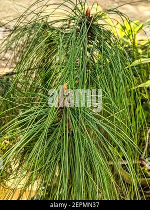 A beautiful green Pinus kesiya plant growing in the garden Stock Photo