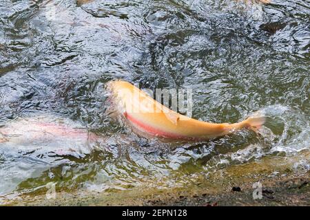 Golden, rainbow trout on a fish farm splashing in the water. Fish are looking for food, jumping out of the water. Stock Photo