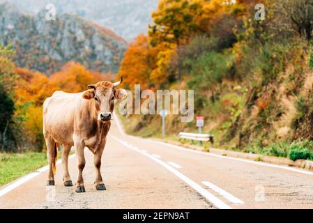 Cow standing on empty asphalt road running through rough grassy hills on autumn day Stock Photo