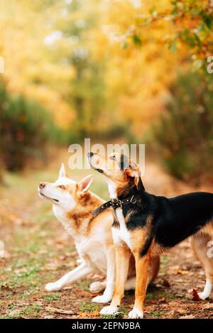 Adorable domestic mongrel dogs standing on narrow footpath covered with fallen leaves in autumn park and looking away with interest Stock Photo