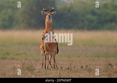 Uganda Kob, Queen Elizabeth National Park, Uganda, August 2016 Stock Photo