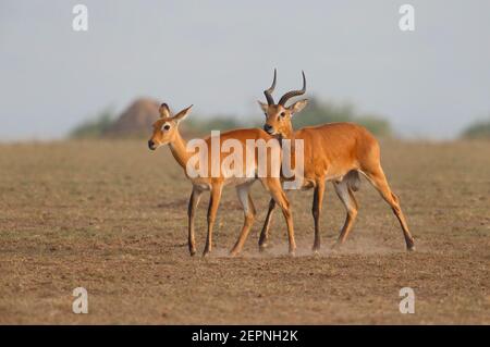 Uganda Kob, Queen Elizabeth National Park, Uganda, August 2016 Stock Photo