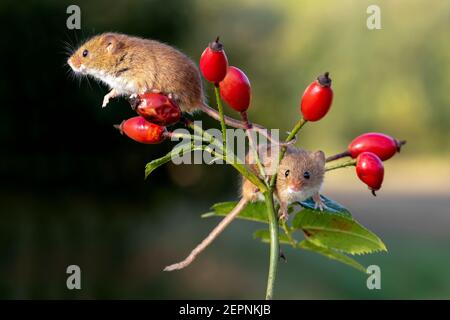 Harvest mice (Micromys minutus) on rose hips, Holt, Dorset, UK Stock Photo