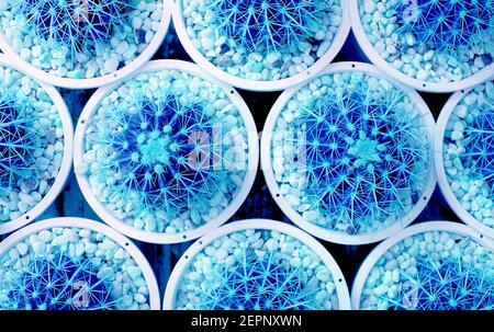 Pop Art Surreal Styled Rows of Potted Golden Barrel Cactus Plants in Vibrant Blue Color Stock Photo