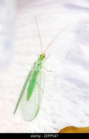 Chrysoperla carnea, known as the common green lacewing, is an insect in the Chrysopidae family. Although the adults feed on nectar, pollen and aphid h Stock Photo
