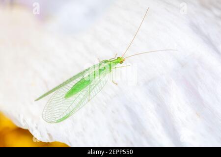 Chrysoperla carnea, known as the common green lacewing, is an insect in the Chrysopidae family. Although the adults feed on nectar, pollen and aphid h Stock Photo